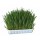 KERBL Nasiona trawy dla gryzoni 100g [83199]